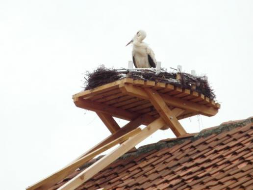 Nestbesichtigung des möglichen Bewohners